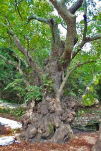 2000 year old Platanos (plane tree)